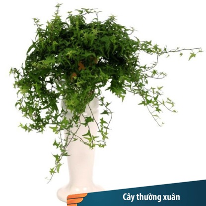 Các loại cây xanh nên trồng để làm sạch không khí trong nhà